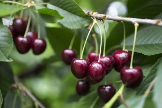 Les cerises suisses ne sont pas seulement un délice, mais elles sont aussi très saines, rappelle Fruit-Union suisse (archives). KEYSTONE/GAETAN BALLY